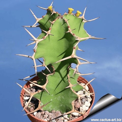 Semillas Euphorbia Gradicornis