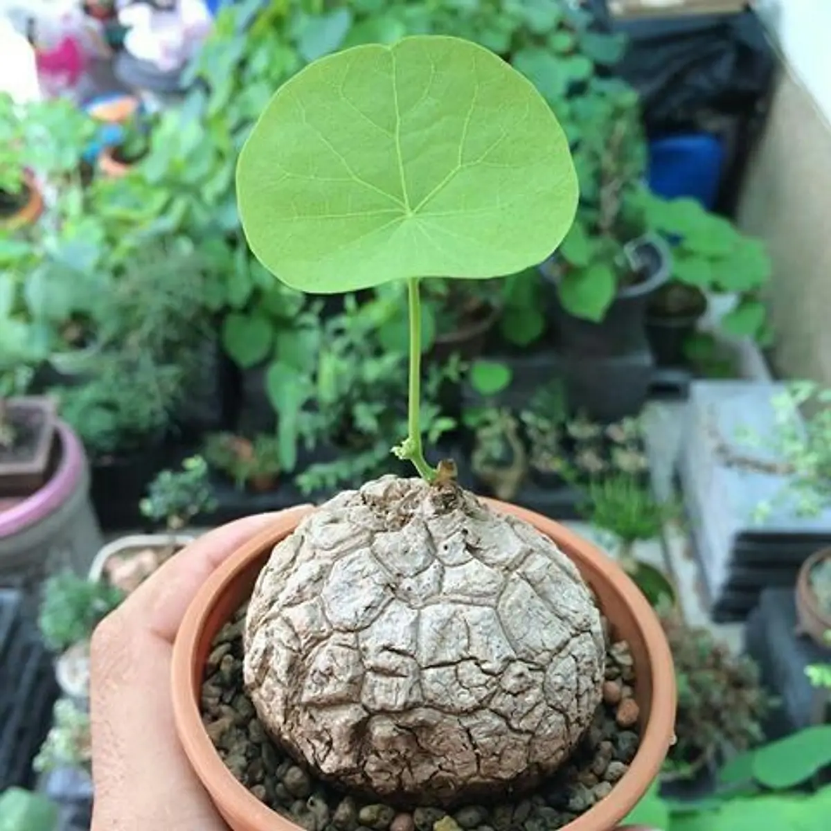 Dioscorea Elephantipes Seeds
