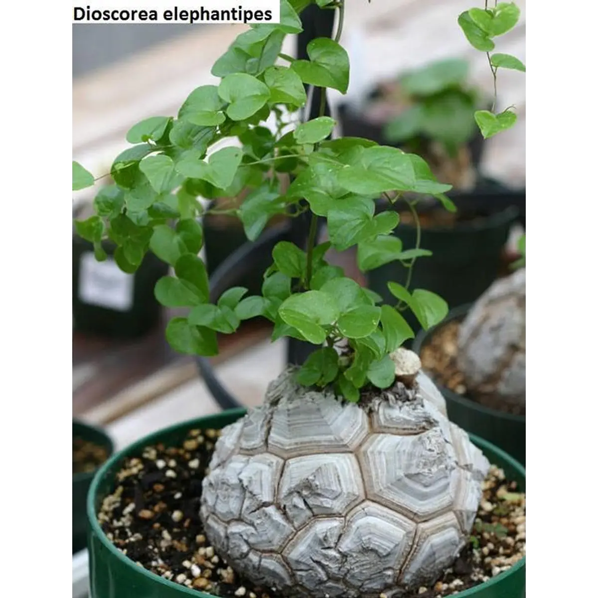 Sementes de Dioscorea Elephantipes