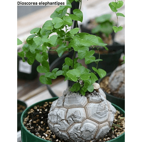 Sementes de Dioscorea Elephantipes