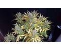 Gorilla Glue Feminized Seed