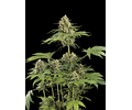 Moby Dick Feminized Seed