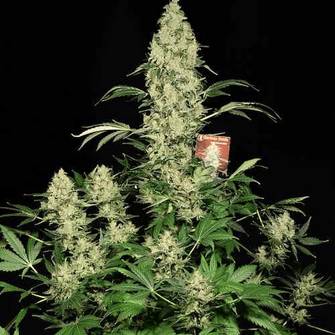 AK 47 Feminized Seeds