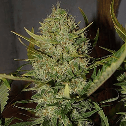 Pineapple Express Automatic Seed