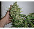 Kali Mist Feminized Seeds