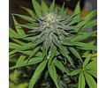 Pineapple Express Automatic Seed