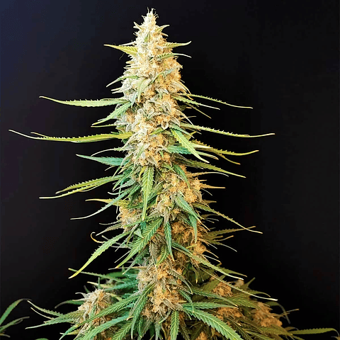 Semilla Sour Diesel Auto