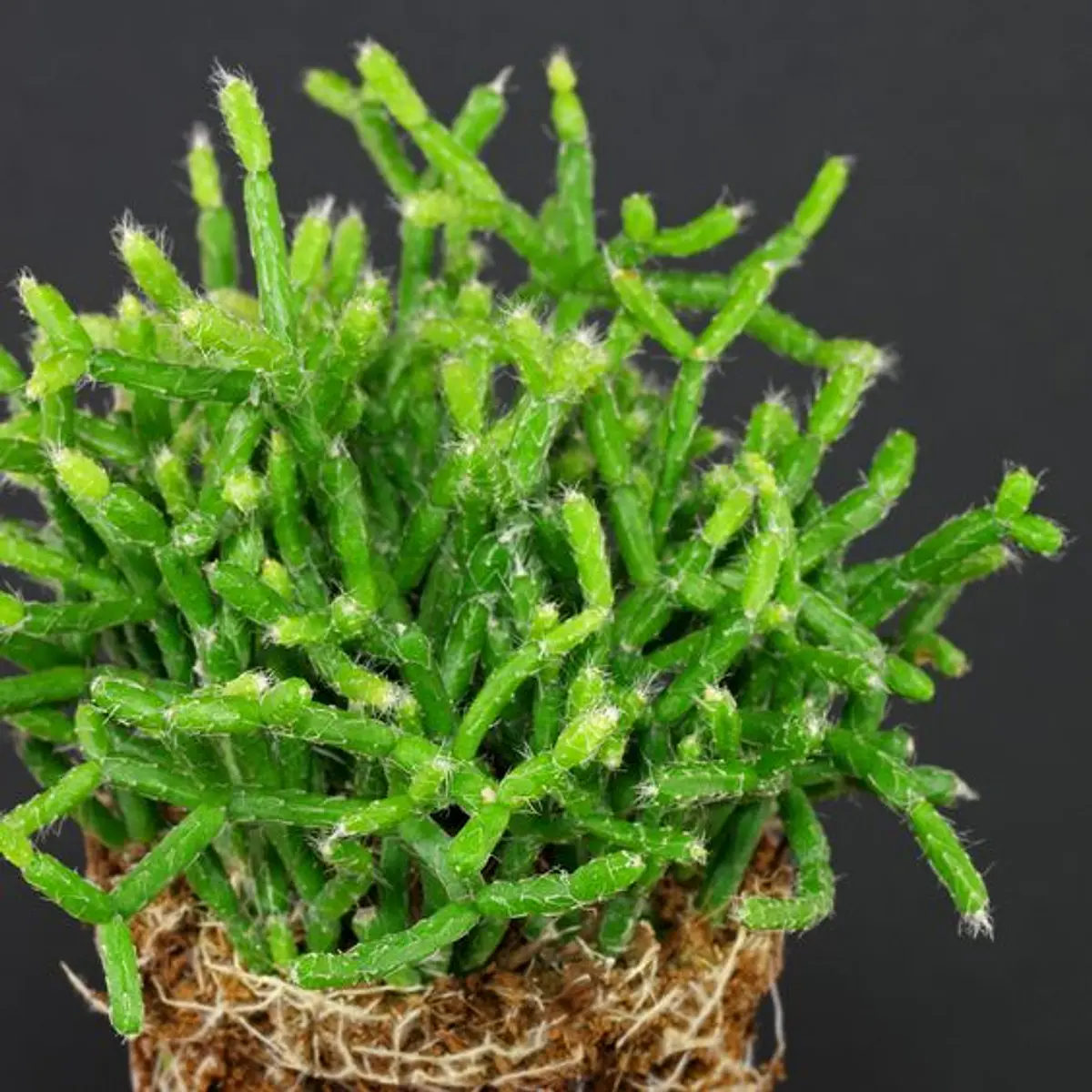 semillas Hylocereus undatus