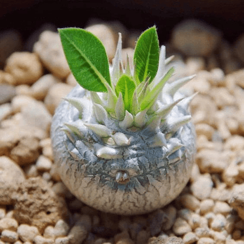 Sementes de Pachypodium densiflorum