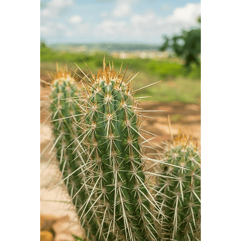 Sementes de Pilosocereus gounellii