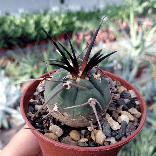 Semillas Gymnocalycium Mix