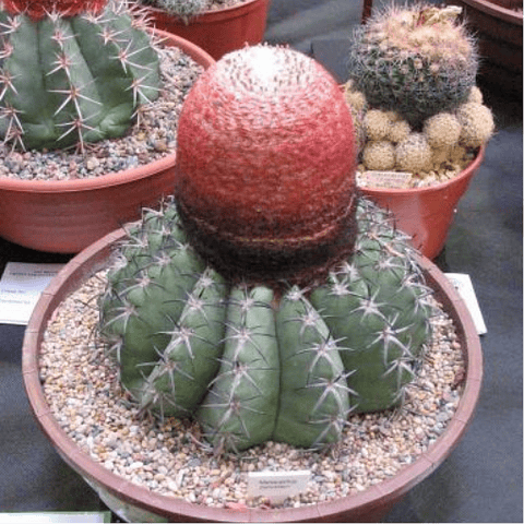 Sementes de Melocactus Zehntneri