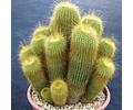 Sementes de Notocactus Leninghausii