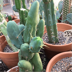 Semillas Trichocereus Bridgesii