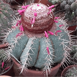 Sementes de Melocactus Azureus