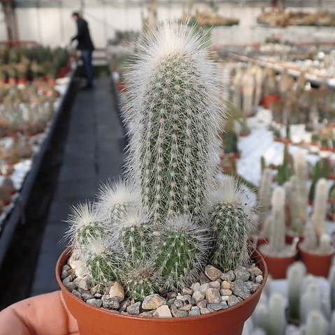 Sementes misturadas de Cleistocactus