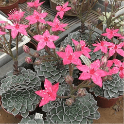 Graptopetalum Bellum Seeds