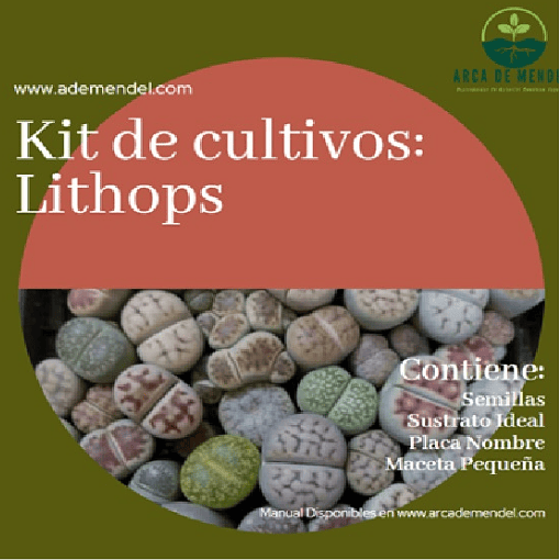 Kit de cultivo Lithops