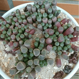 Semillas Cactus Fenestraria Aurantiaca