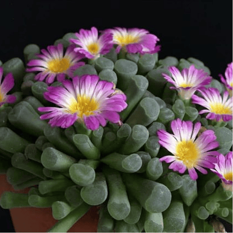 Semillas Frithia Pulchra 