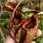 Semillas Sarracenia purpurea spp. purpurea 1