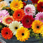 Semillas - Gerbera Colores Variados 1