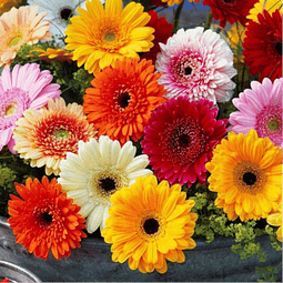 Seeds - Gerbera Assorted Colors