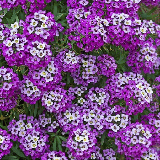 Alyssum seeds