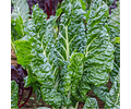 Chard Seeds