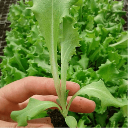 Lettuce seeds