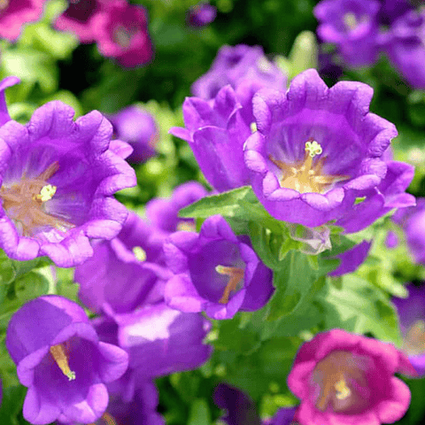 Campanula seeds