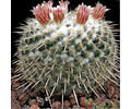 Semillas Mammillaria parkinsonii 