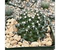 Mammillaria nejapensis seeds