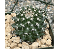 Semillas Mammillaria nejapensis 