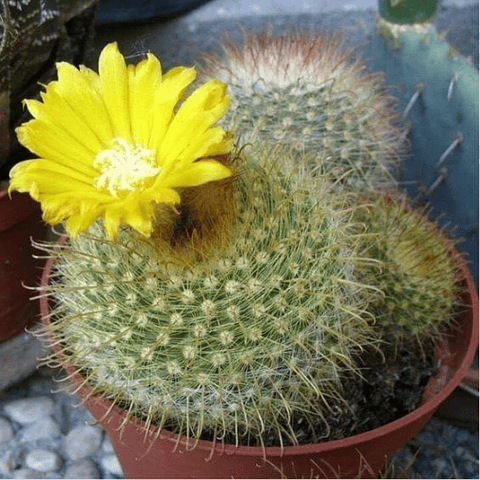 Semillas Parodia chrysacanthion cv. Rubriflora