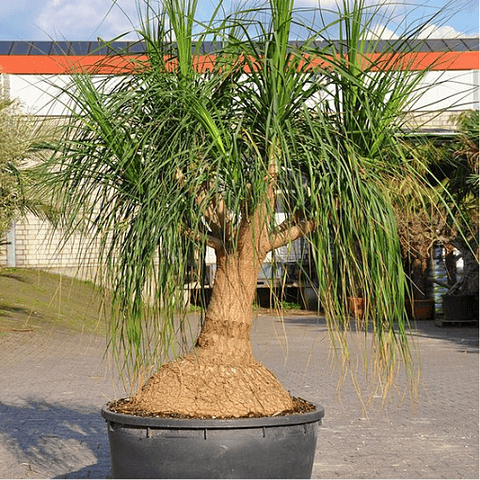 Sementes de Nolina recurvata