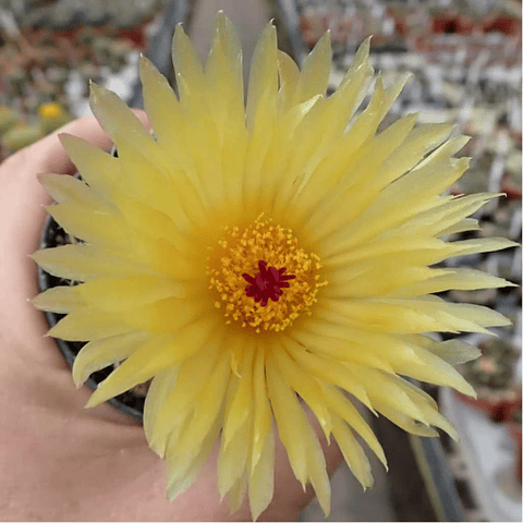 Sementes de Notocactus buiningii 