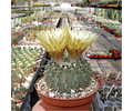 Semillas Notocactus buiningii 