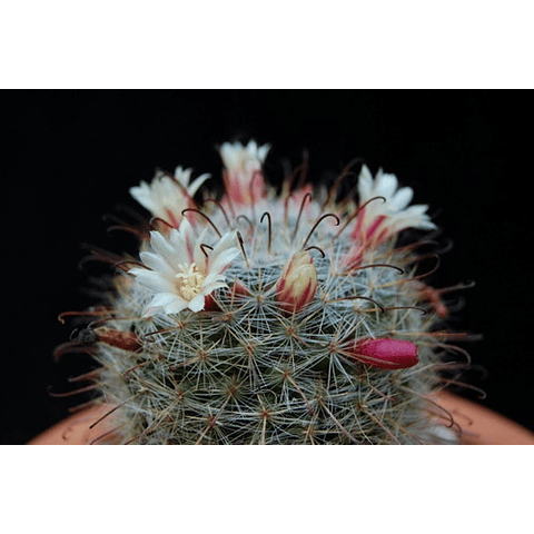 Semillas - Mammillaria Knebeliana