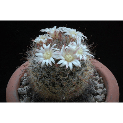 Semillas - Mammillaria Knebeliana