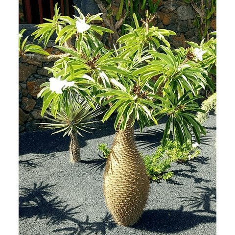 Semillas - Pachypodium Densiflorum