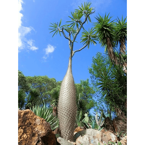 Semillas - Pachypodium Densiflorum