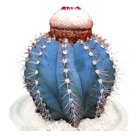 Semillas - Melocactus Azureus