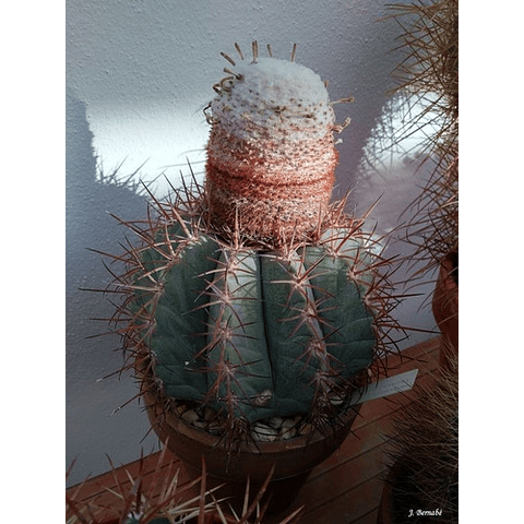 Semillas - Melocactus Azureus