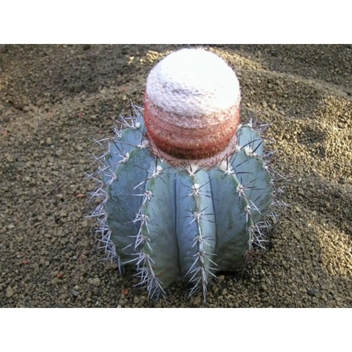 Semillas - Melocactus Azureus
