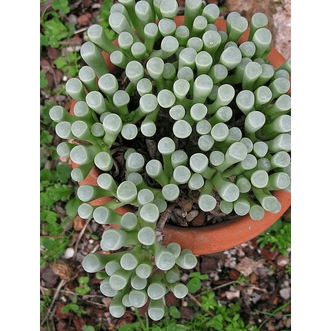 Semilla - Fenestraria Aurantiaca