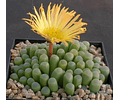 Semilla - Fenestraria Aurantiaca