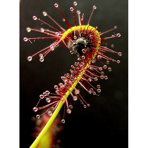 Semillas Carnivoras - Drosera Capensis