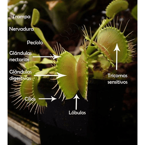 Semillas Carnivoras - Venus Atrapamoscas