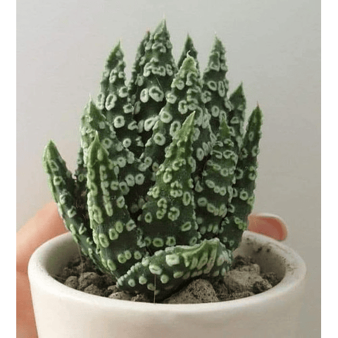 Semillas - Haworthia Pumila